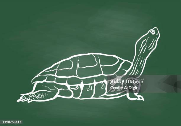 turtle looking up chalkboard - turtle illustration stock illustrations