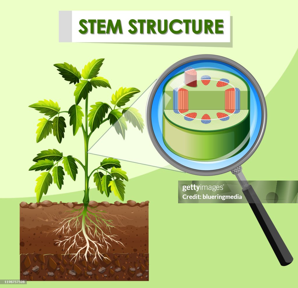 Stem Base Diagram Showing Stem Structure Of Plant High-Res Vector Graphic - Getty ...