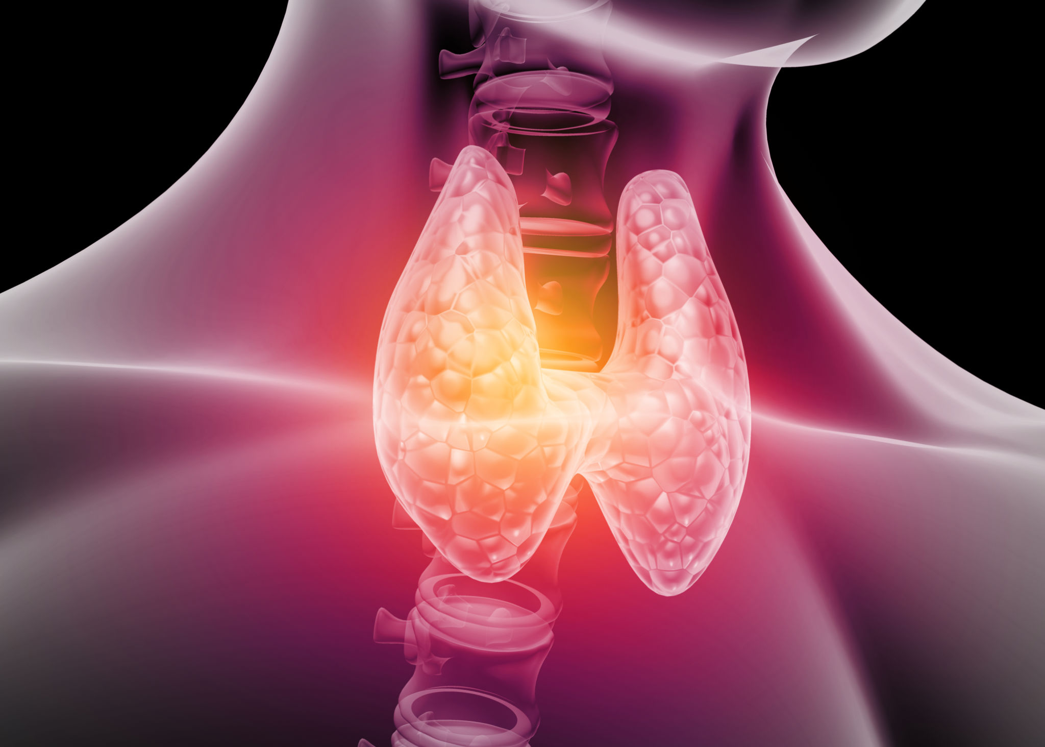 endocrine system diagram