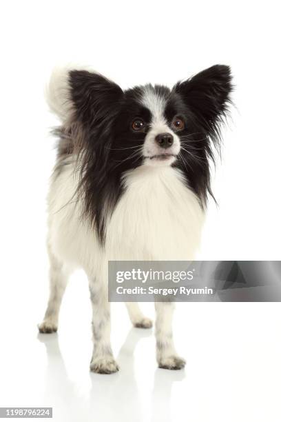 papillon dog on a white background - vlinderhondje stockfoto's en -beelden