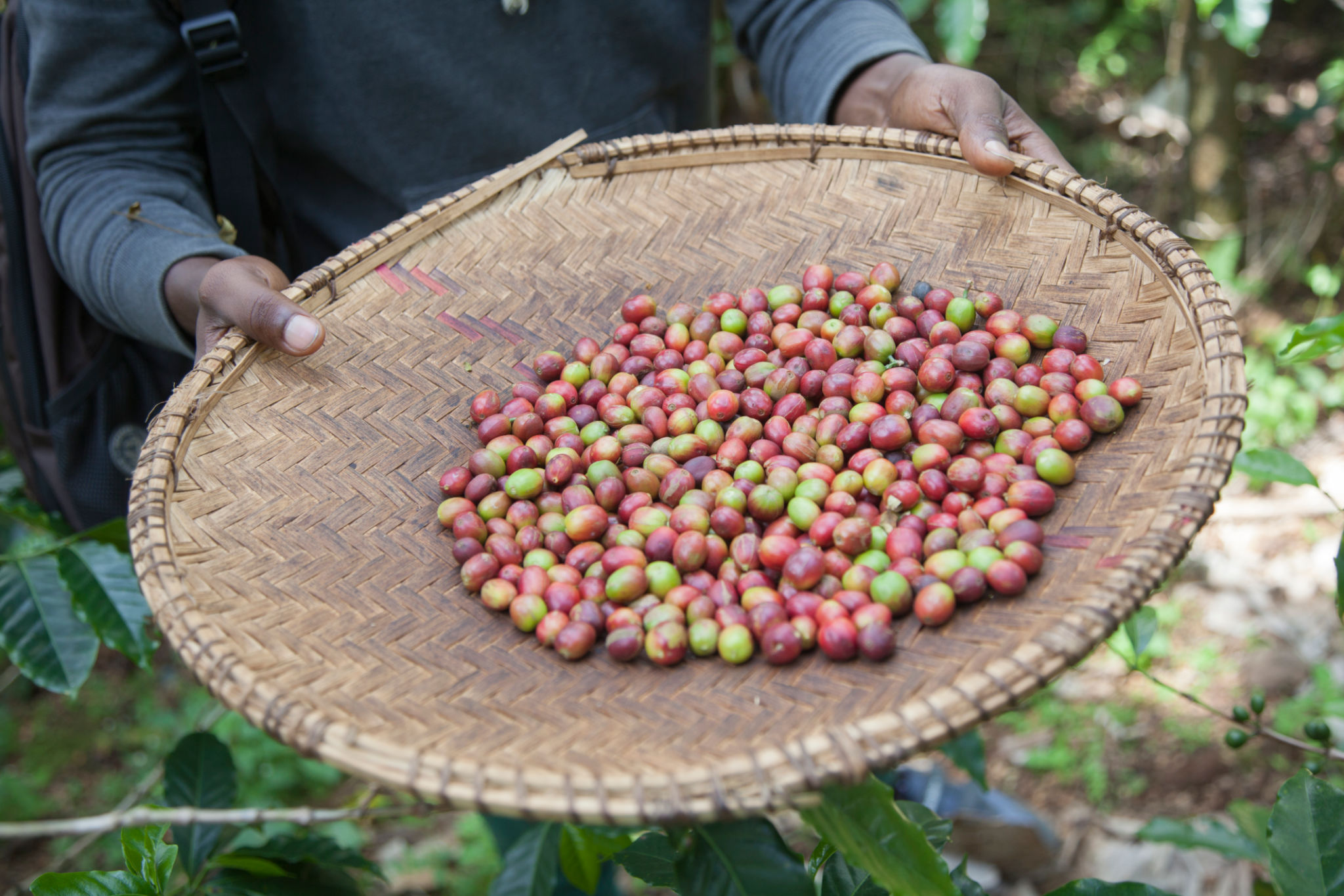 coffee cupping