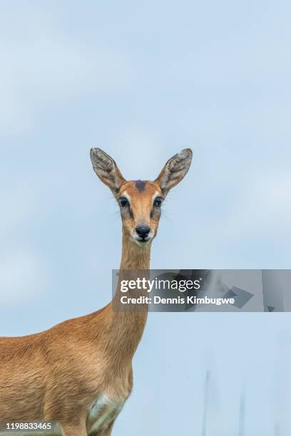 ugandan kob (kobus kob thomasi). - murchison falls national park stock pictures, royalty-free photos & images