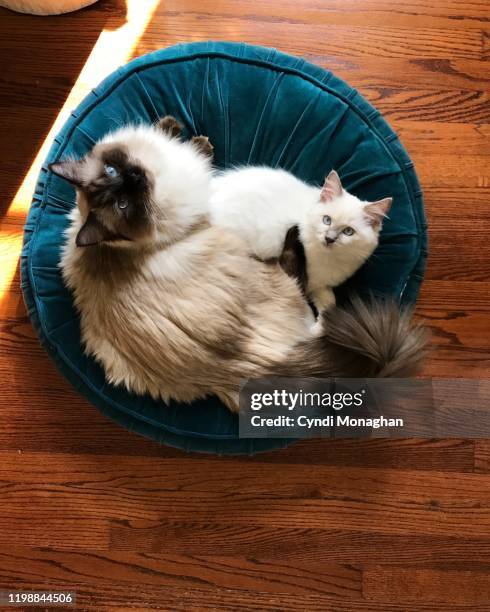 Two Ragdolls Two Ragdoll Cats Photos and Premium High Res Pictures - Getty Images