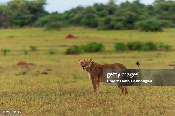 african lion (panthera leo leo). - uganda stock pictures, royalty-free photos & images