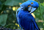 Adorable pose of vivid blue Hyacinth Macaw with blurry green forest in background