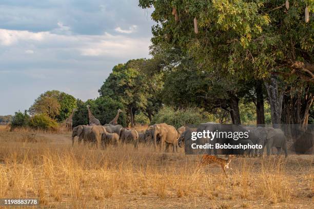 safari dieren in south luangwa national park in zambia onder worst tree - south luangwa national park stockfoto's en -beelden