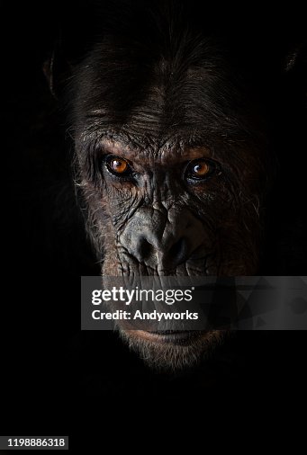 Portrait of a common chimpanzee Portrait of a common chimpanzee