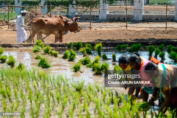 Man ploughs a field with a pair of bulls as women plant paddy sproutings at a village Culture Fair in Chennai on February 6, 2020.