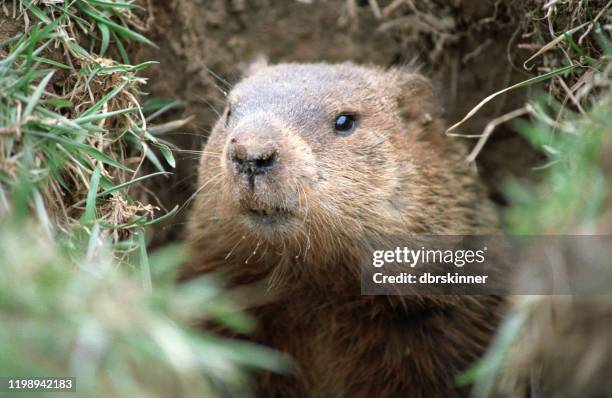 ground hog - groundhog day holiday stock pictures, royalty-free photos & images