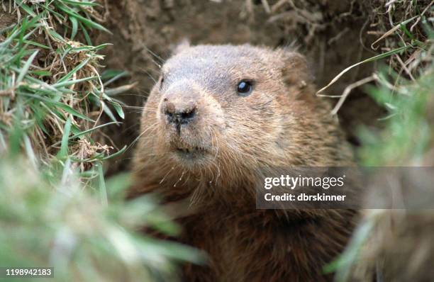 ground hog - groundhog stock pictures, royalty-free photos & images