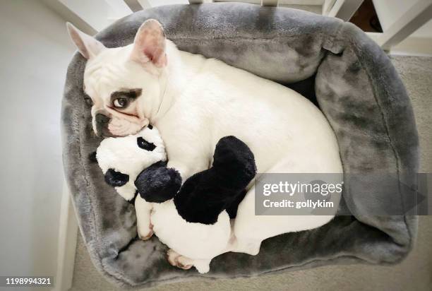 bovenaanzicht van franse bulldog snuvels met haar panda speelgoed in hondenmand - dierenmand stockfoto's en -beelden