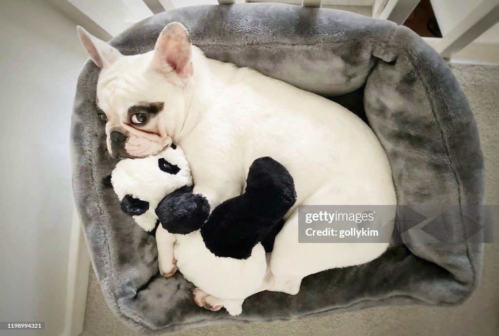 Overhead view of French Bulldog snuggles with her panda toy in dog bed