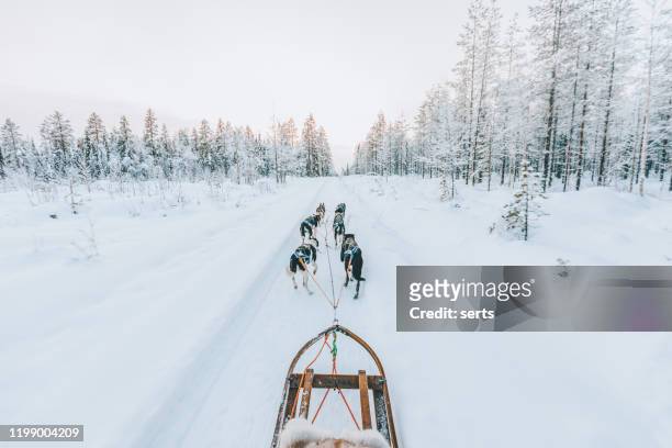 husky dog sledding in lapland, finland - husky sled stock pictures, royalty-free photos & images
