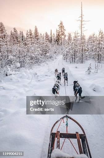 Husky dog sledding in Lapland, Finland