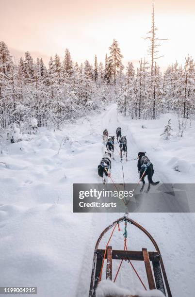 husky dog sledding in lapland, finland - dogsled racing stock pictures, royalty-free photos & images