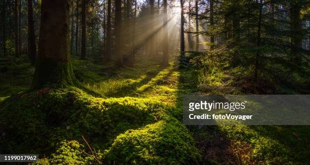idyllic forest glade mossy woodland golden rays of sunbeams panorama - woodland stock pictures, royalty-free photos & images