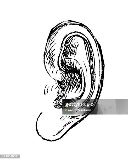 human ear - human ear close up stock illustrations
