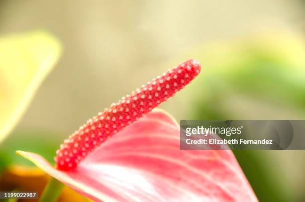 anthurium spadix - phallus shaped stock pictures, royalty-free photos & images