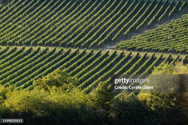 vineyards of saint-romain, cote de beaune, burgundy, france - burgundy stock-fotos und bilder