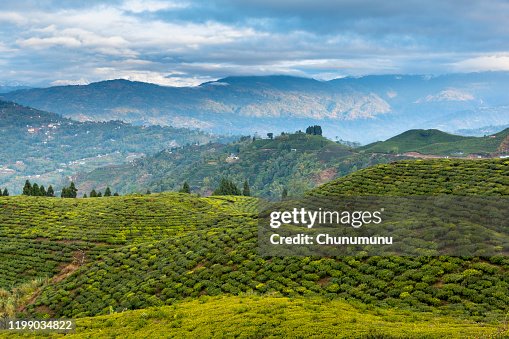 Tea Garden Tea Garden