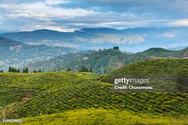 tea garden - india landscape stock pictures, royalty-free photos & images