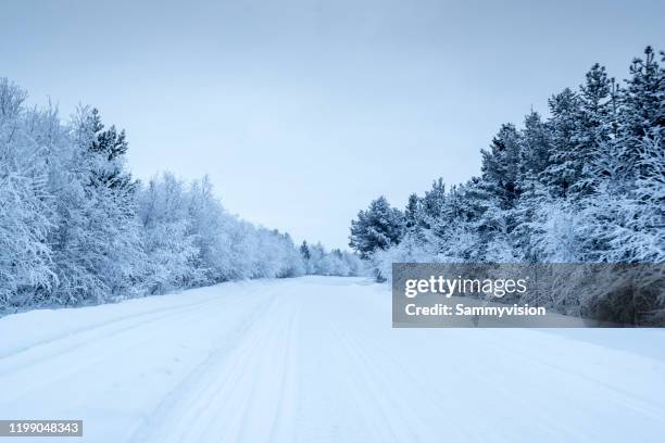 tree on field during winter - coberto de neve imagens e fotografias de stock