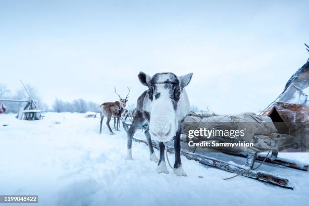 close-up of reindeers in the polar land - white moose stock pictures, royalty-free photos & images