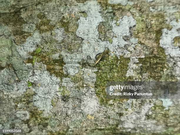 full frame shot of bark - chip shot stock pictures, royalty-free photos & images