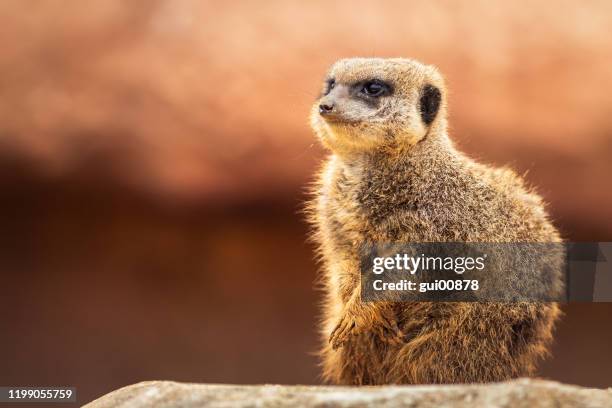 meerkat - mongoose stock pictures, royalty-free photos & images