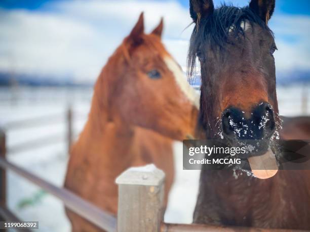 caballos - snow horses fotografías e imágenes de stock