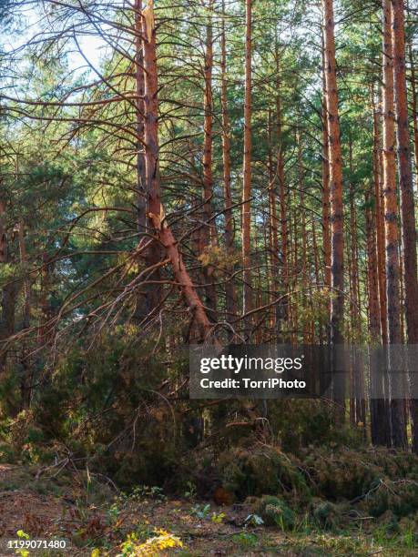 Tree Top Drooping 26 Drooping Pine Stock Photos, High-Res Pictures, and Images - Getty Images