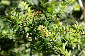 New Growth on Podocarpus Totara
