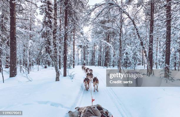 husky trineo tirado por perros en laponia, finlandia - animal sledding fotografías e imágenes de stock