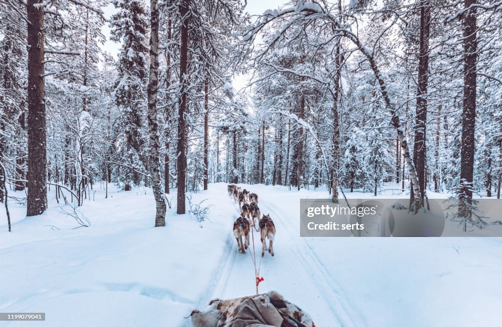Husky dog sledding in Lapland, Finland
