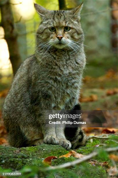 european wildcat (felis silvestris) - europäische wildkatze stock-fotos und bilder