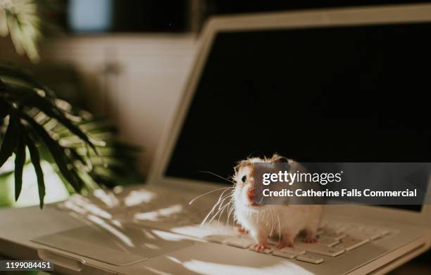 hamster on a laptop - mouse animal stock pictures, royalty-free photos & images