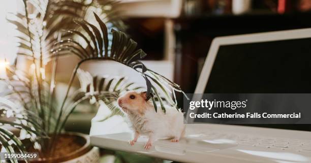 hamster on a laptop - mouse computer stock pictures, royalty-free photos & images