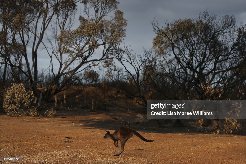 Kangaroo Island Farmers Count Livestock Losses As Bushfires Continue To Burn