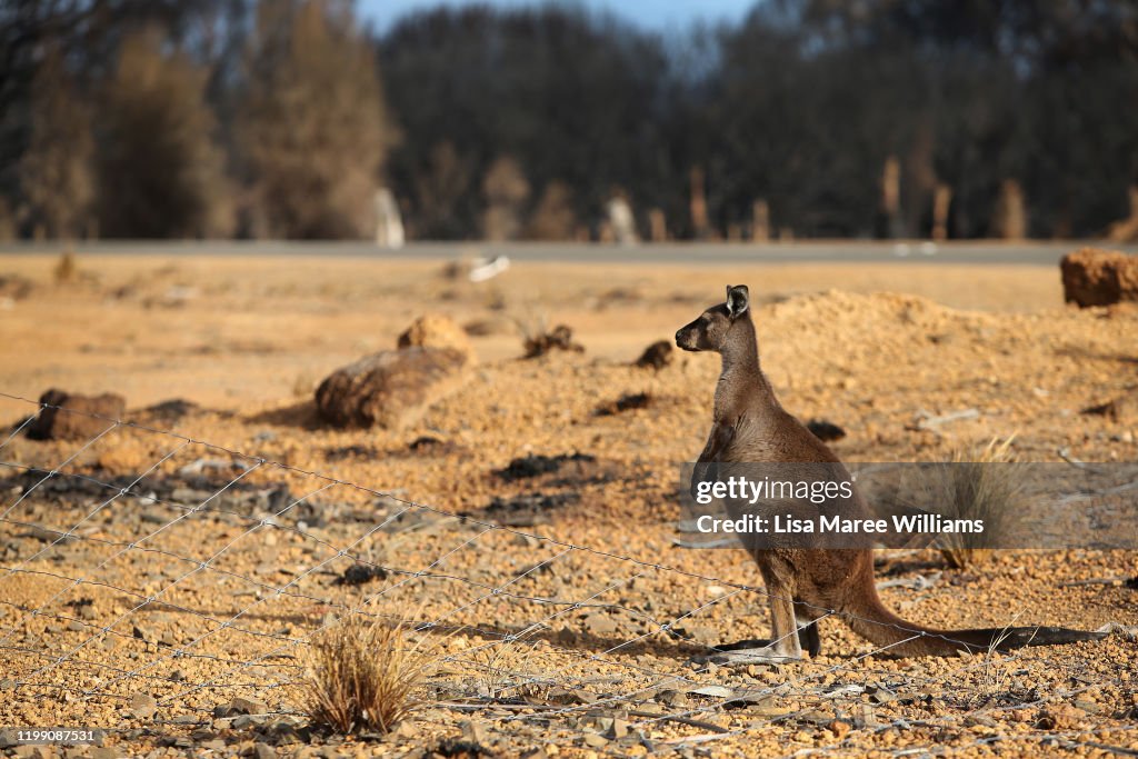 Kangaroo Island Farmers Count Livestock Losses As Bushfires Continue To Burn