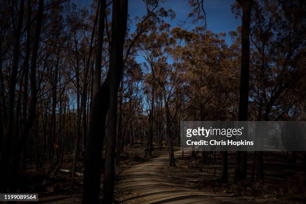 Bushfire ravaged forest in Wairewa on January 12, 2020 in Wairewa, Australia. On December 30th 2019 bushfires destroyed half of the tiny farming...