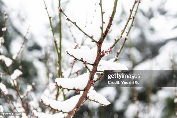 snow covered the branches with ice - bud stock pictures, royalty-free photos & images