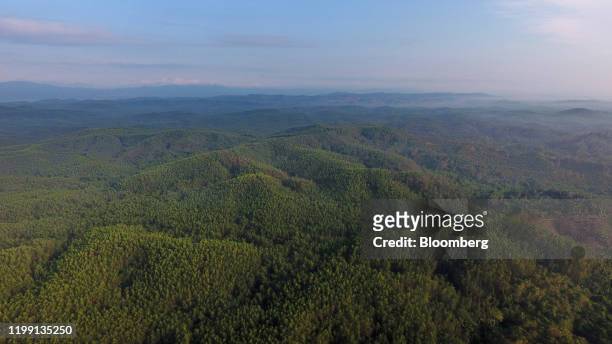 Trees stand in a rainforest in this aerial photograph taken over the Penajam area of East Kalimantan, Borneo, Indonesia, on Wednesday, Nov. 27, 2019....