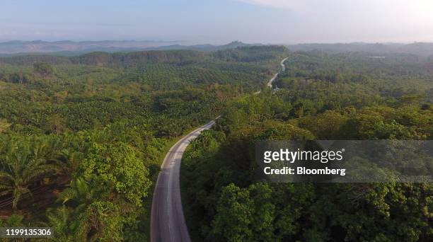 Road cuts through palm plantations and rainforest in this aerial photograph taken over the Penajam area of East Kalimantan, Borneo, Indonesia, on...