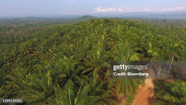 Track cuts through a palm plantation in this aerial photograph taken over the Penajam area of East Kalimantan, Borneo, Indonesia, on Wednesday, Nov....