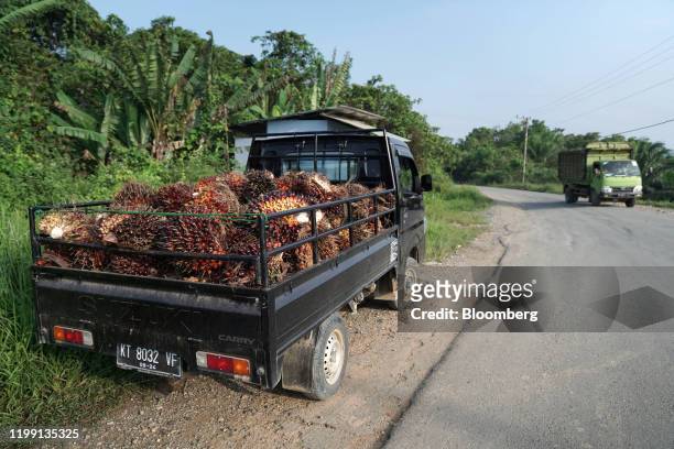 Harvested palm oil fruit bunches sit in the back of a truck on the side of a road in East Kalimantan, Borneo, Indonesia, on Wednesday, Nov. 27, 2019....