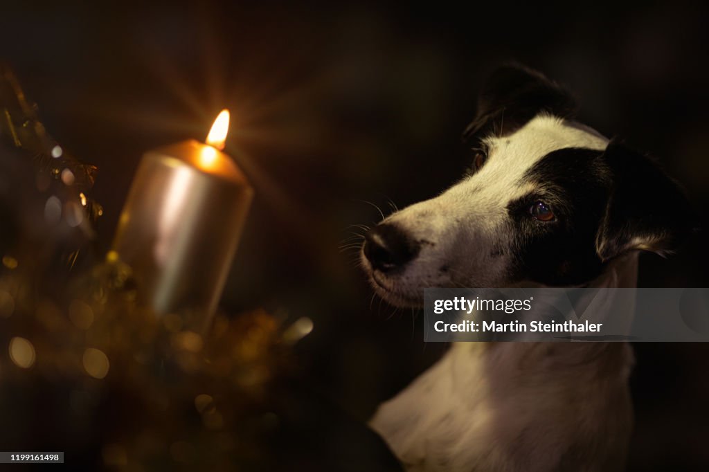 Smooth Foxterrier schaut auf eine Kerze - Tiere zu Weihnachten
