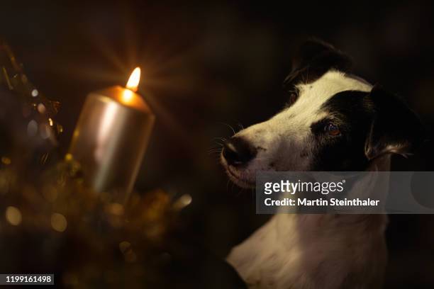 smooth foxterrier schaut auf eine kerze - tiere zu weihnachten - mourning candles stock pictures, royalty-free photos & images