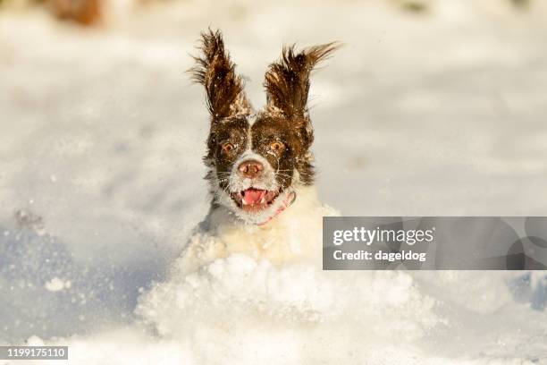 springer spaniel huisdier hond plezier in de winter sneeuw - excited dog stockfoto's en -beelden