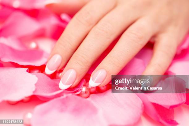 hands with french nails over pink rose petals - french manicure stockfoto's en -beelden