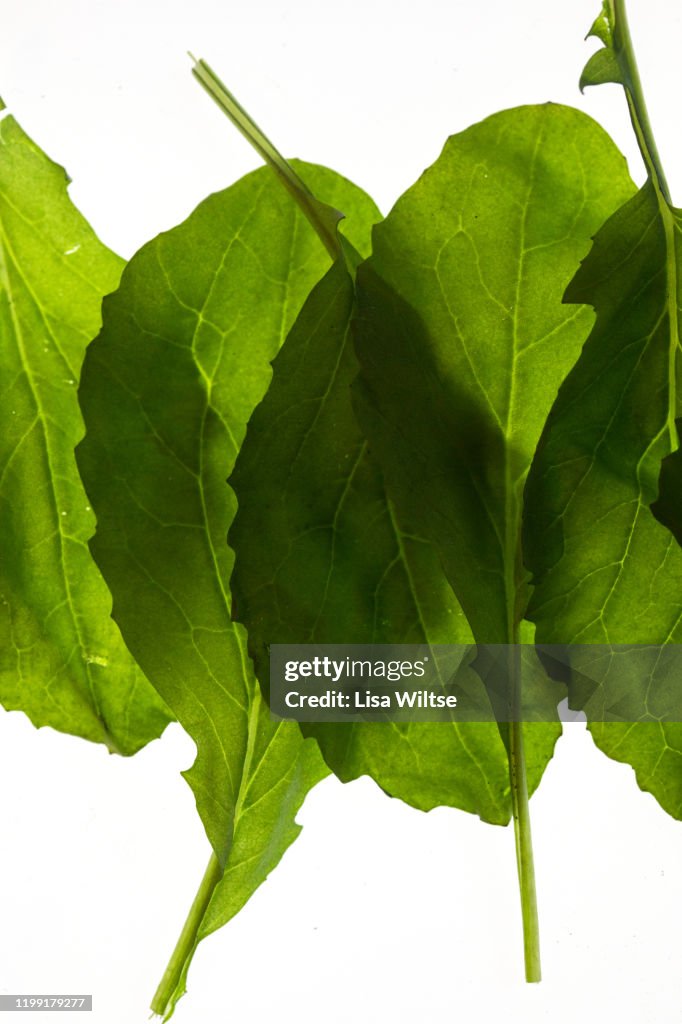 Background of backlit garden radish leaves